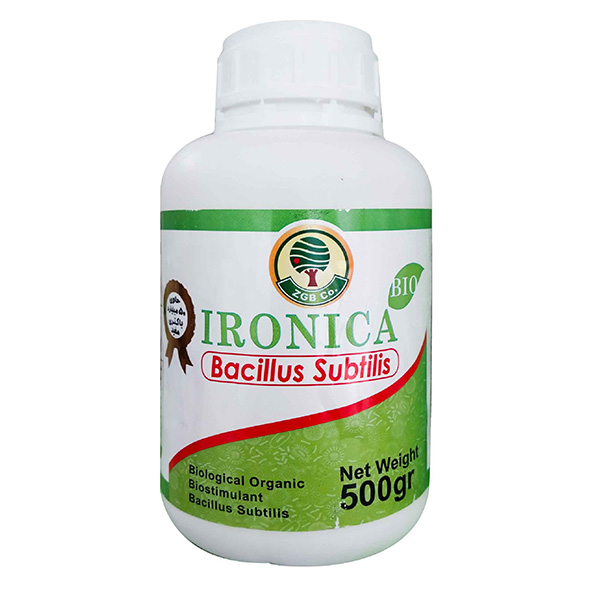 Ironica Bacillus Subtilis